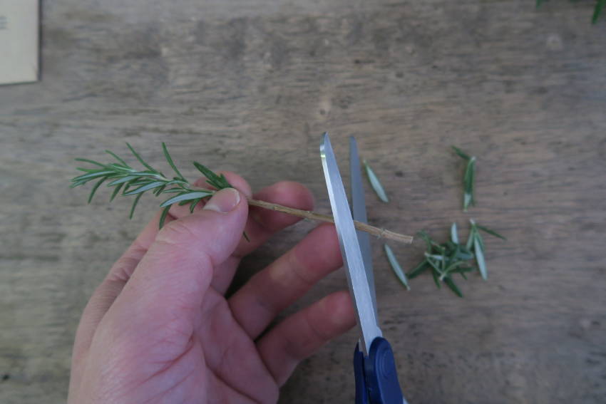 Rosemary Cutting 5